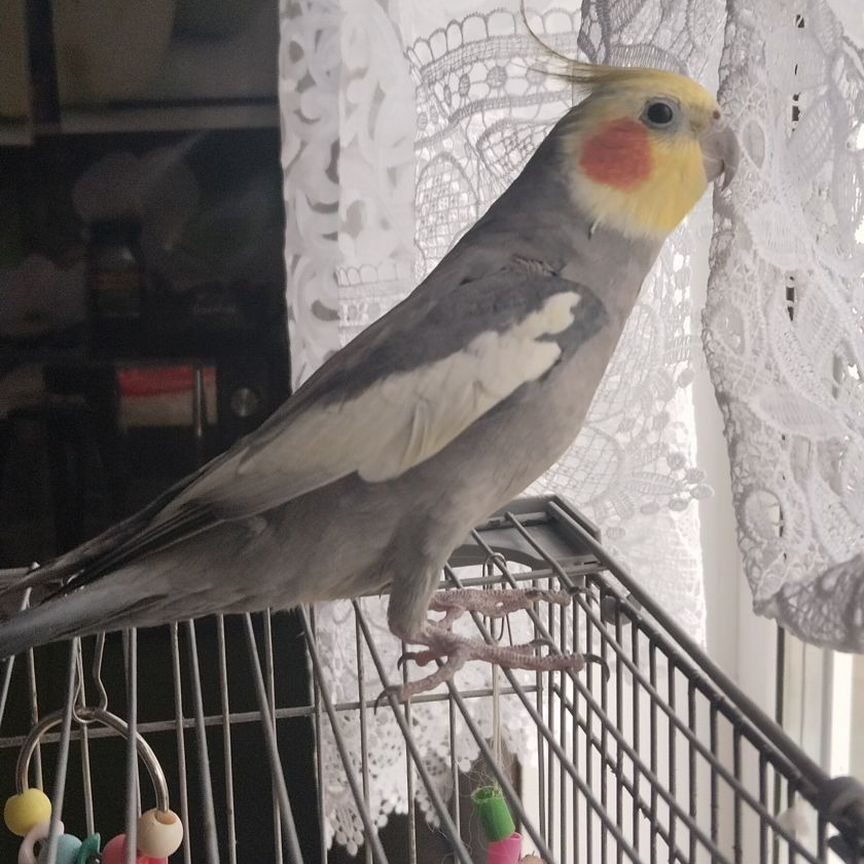 Playboyda qoshiq kuylash