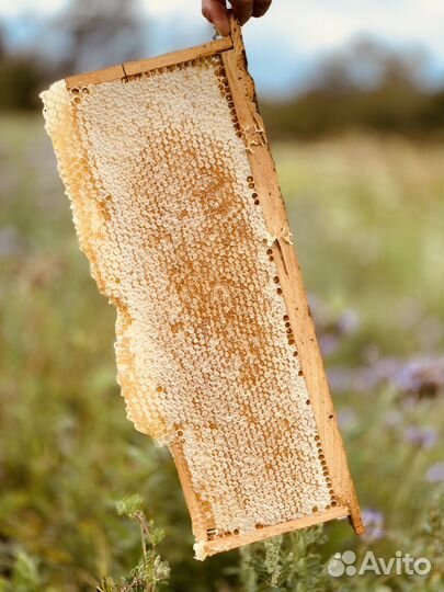 Мёд урожай 2023, со свойе пасеки