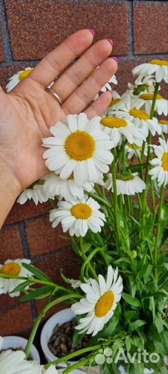 Цветы ромашки