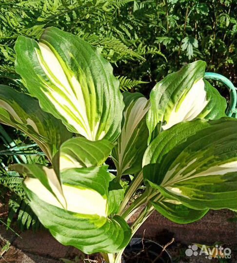 Хоста, очиток, хризантема желтая и другие