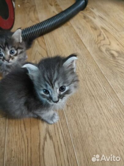 Котята 2мес отдам