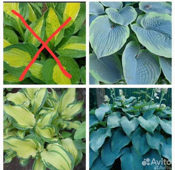 Многолетники разные