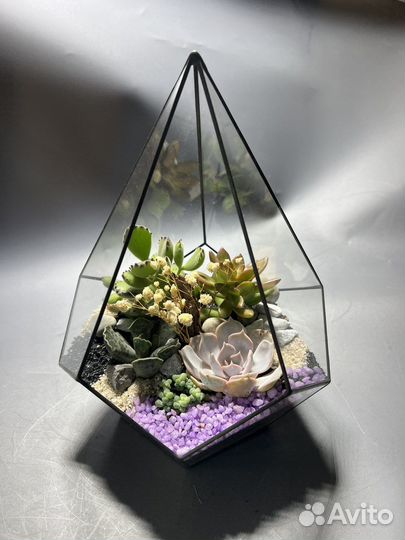 Флорариум Малайзия суккуленты подарок