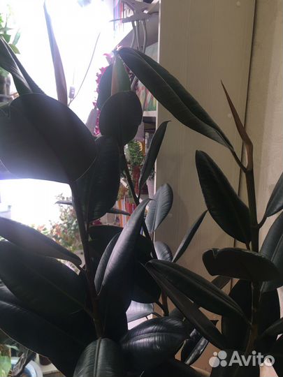 Фикус Абиджан. 3 больших растения