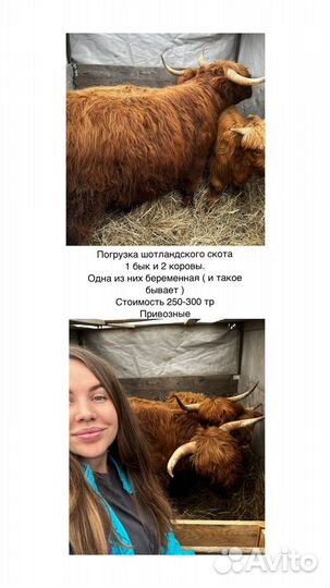 Копытные, керри хилл, олени и другие