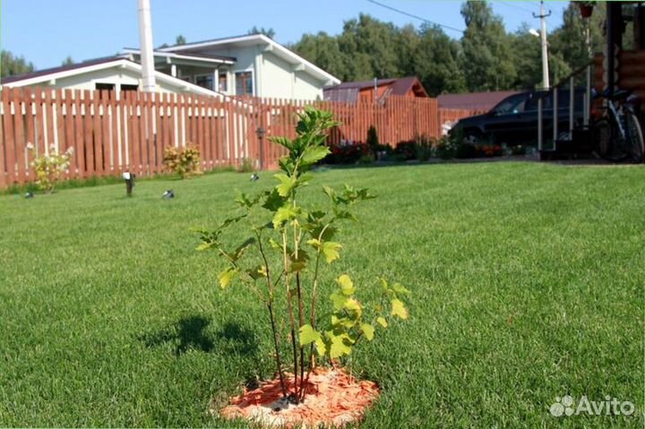 Газонная трава