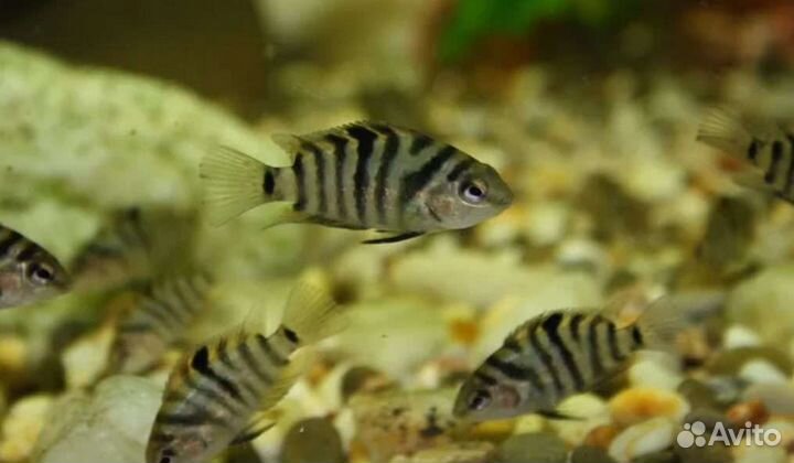 Хромис красавец