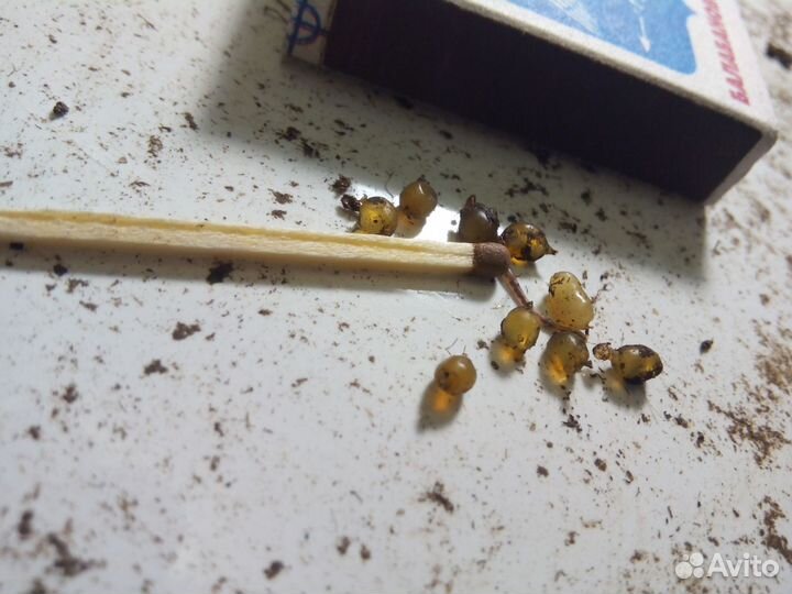 Коконы червя Дендробена Венета