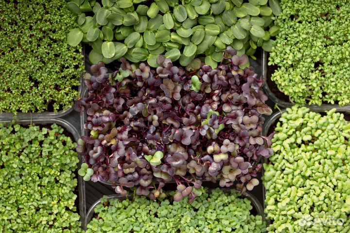 Микрозелень