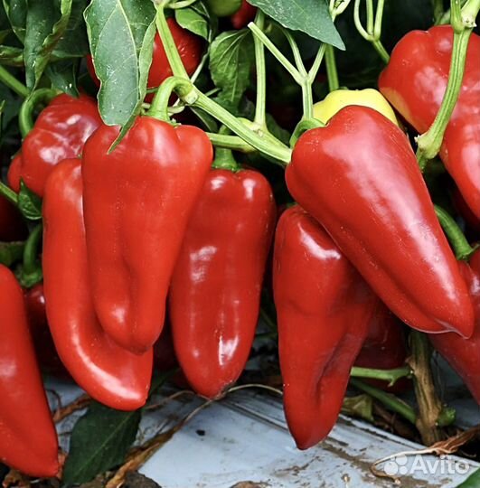 Семена перца оптом