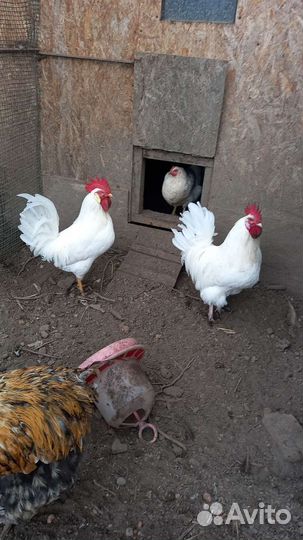 Куры несушки и петухи