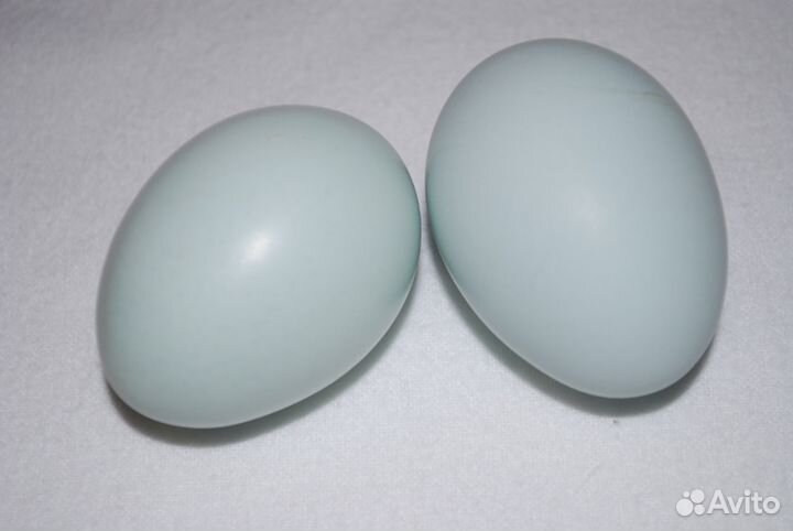 Яйцо голубое амераукан, петухи голубые, черные США