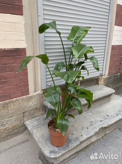 Стрелиция николая