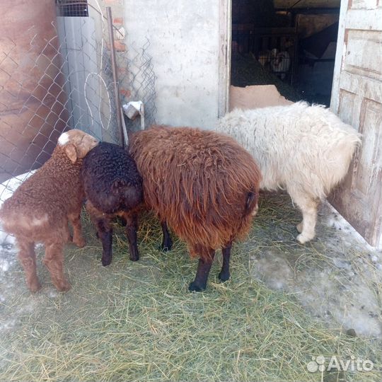 Овцы курдючные