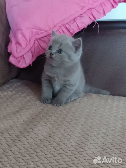 Британские котята