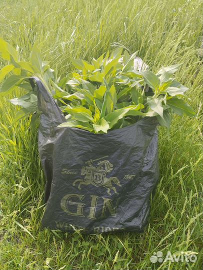 Топинамбур на посадку