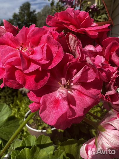 Пеларгония герань (Пинто Премиум)