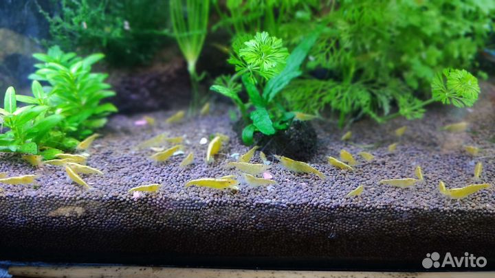 Креветки желтые