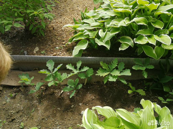 Саженцы дуба