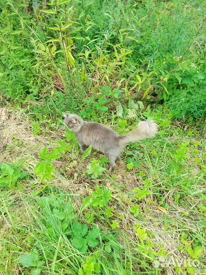 Котик в дар бесплатно