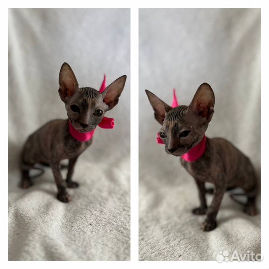Донской сфинкс котята