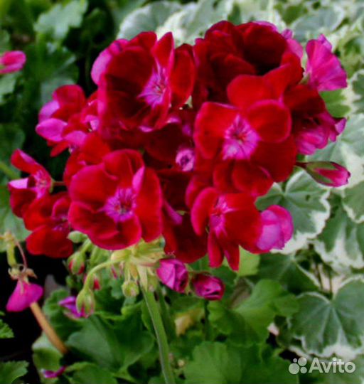 Пеларгония, герань