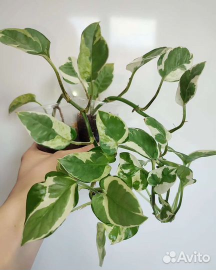 Сциндапсус