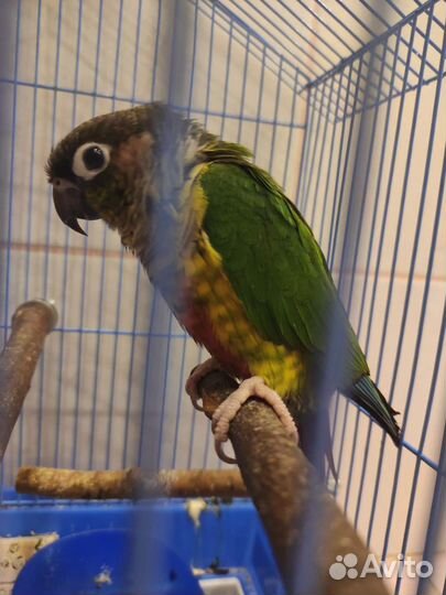 Попугаи пиррура