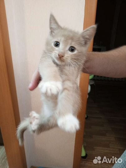 Рыжий котенок