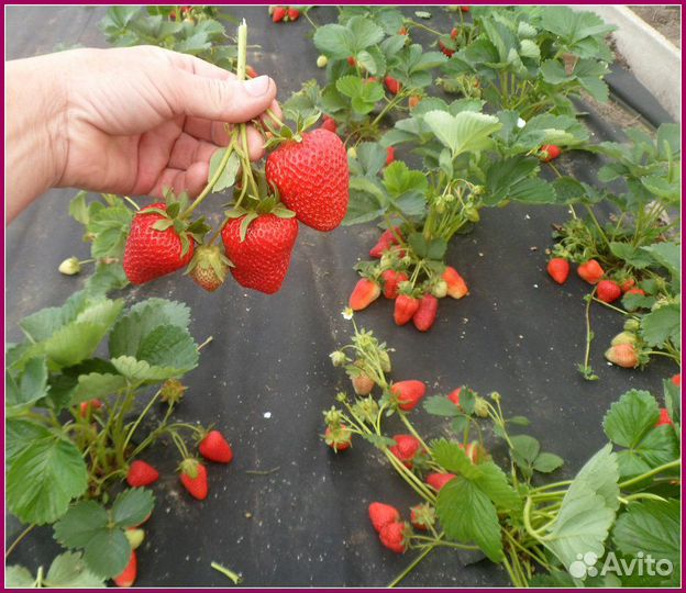 Питомник реализует саженцы элитной клубники землян