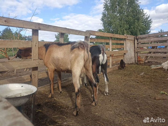 Козлы, козлята