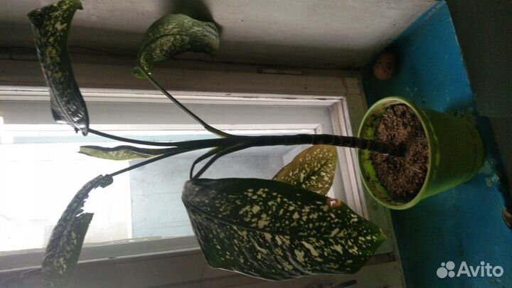 Продам дефинбахию