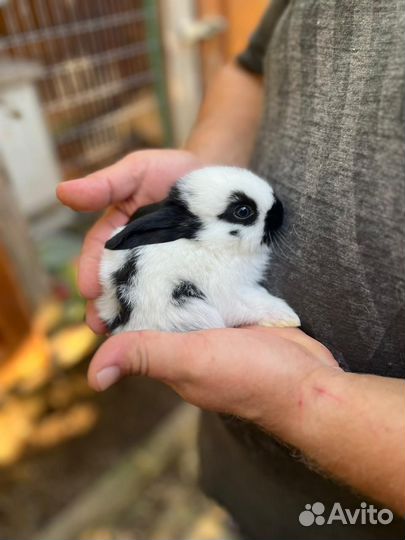 Немецкий пестрый великан