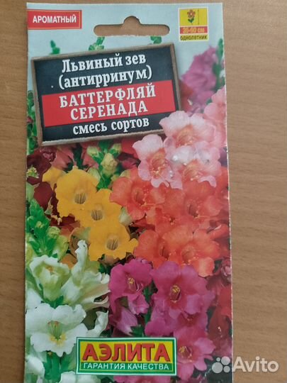 Рассада львиный зев