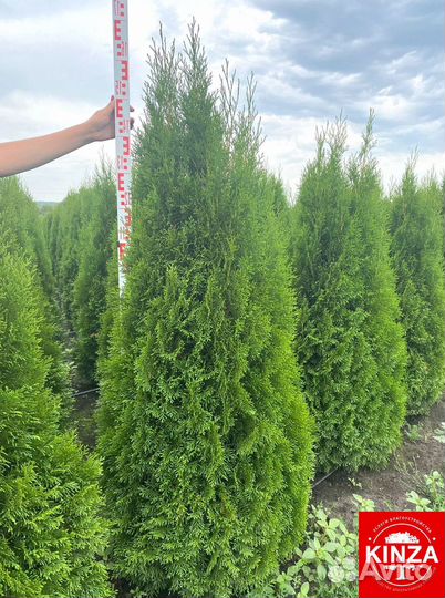Туя смарагд 1,34 м