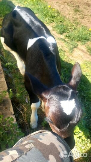 Телёнок бычок