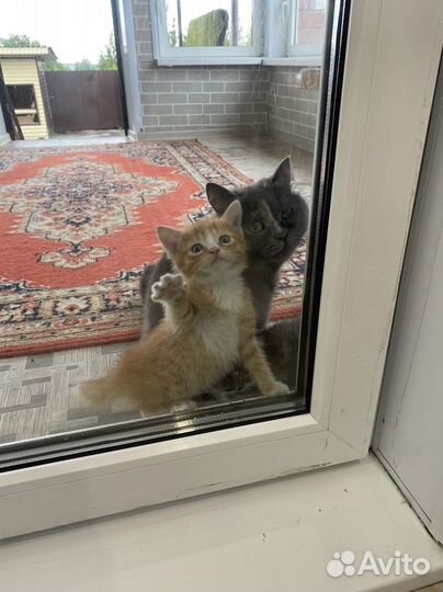 Котята в добрые руки