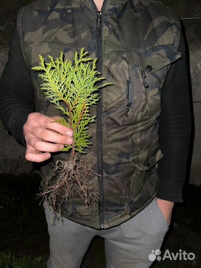 Черенки Даника