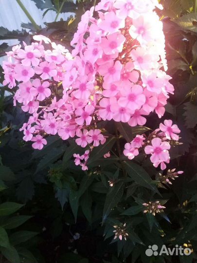 Цветы для сада