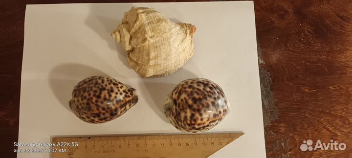 Морские ракушки раковины