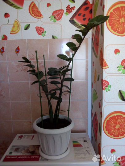 Замиокулькас