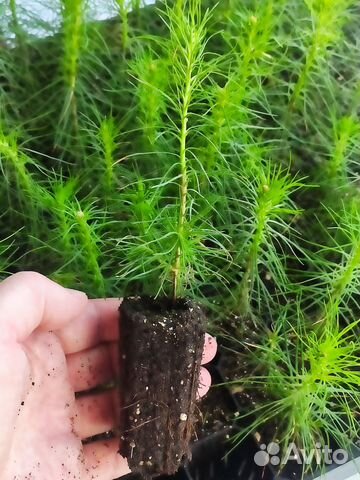 Сеянцы сосны и ели зкс
