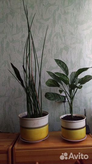 Растения комнатные