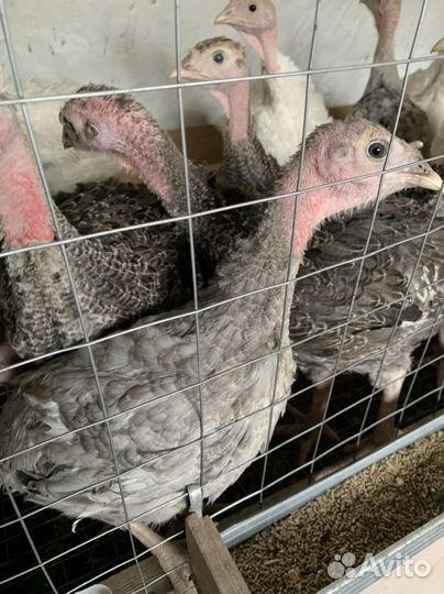 Утята муларды