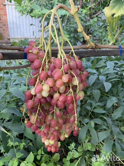 Черенки вкусных сортов винограда