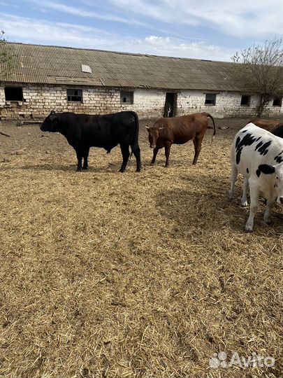 Быки и телки