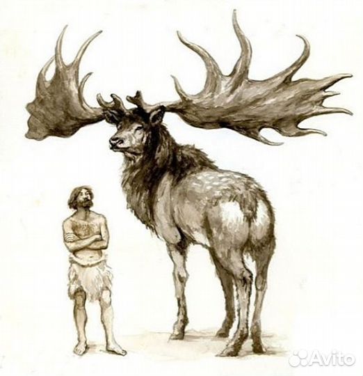Мегалоцерос. Плейстоцен. Мамонтовая фауна