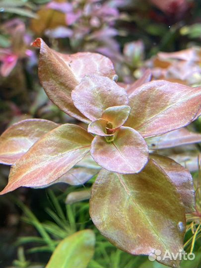 Аквариумные растения. Коридорасы Пигмеи