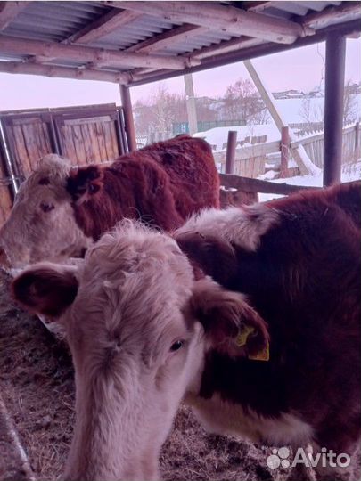 Коровы стельные 2 гирифурда 1 симинтал