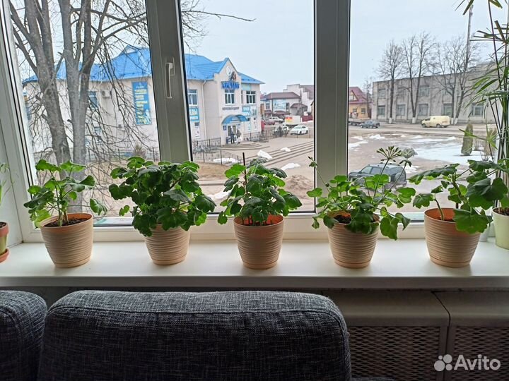 Пеларгония герань